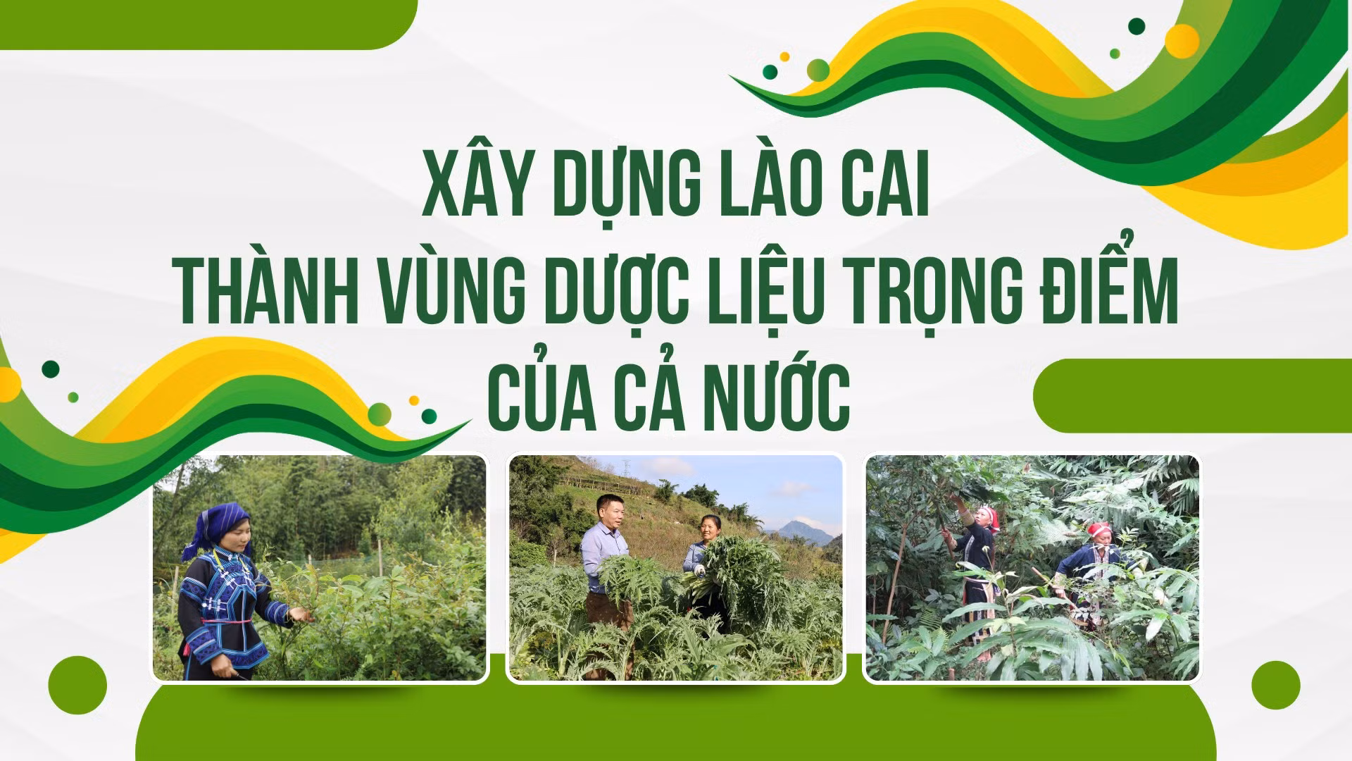 Xây dựng Lào Cai thành vùng dược liệu trọng điểm của cả nước