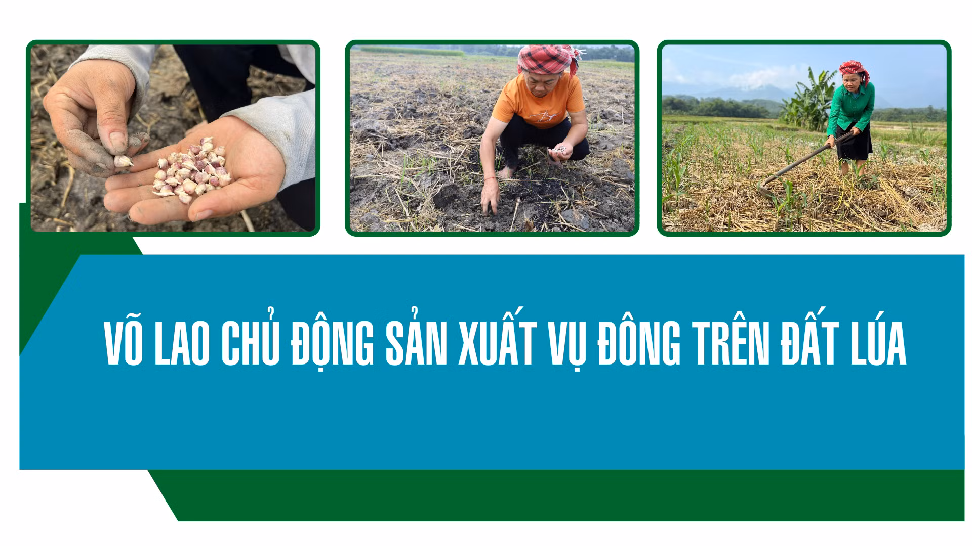 Võ Lao chủ động sản xuất vụ đông trên đất lúa