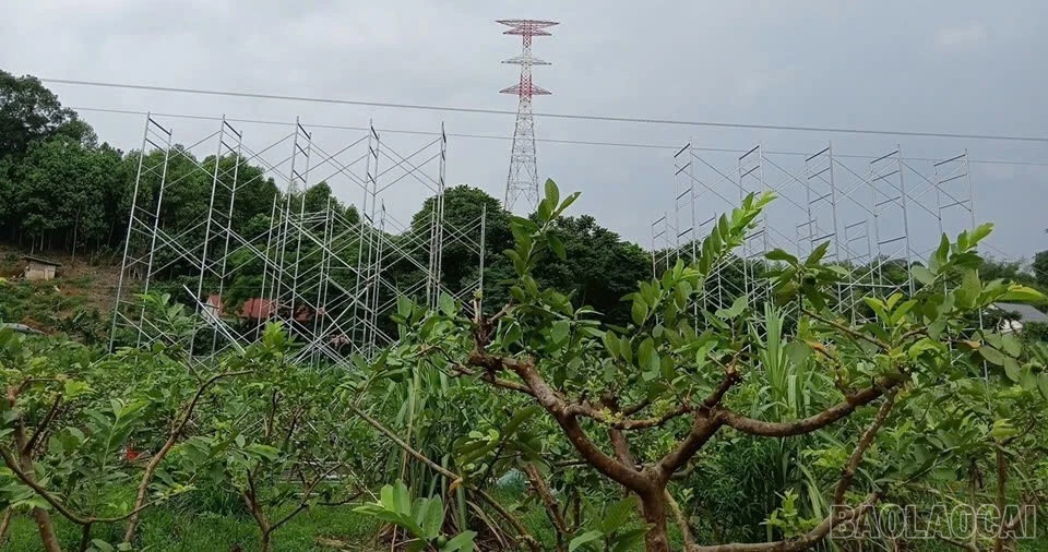 baolaocai-br_z6691958364692-d28356ef794ea2c9b0acab8c95a08ccf.jpg
