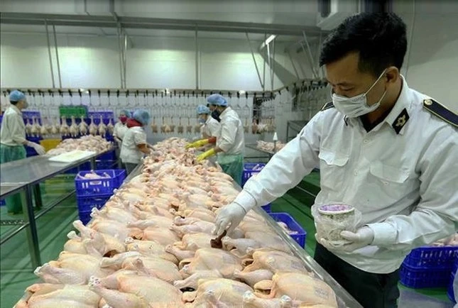 Cán bộ thú y kiểm tra nguồn gốc sản phẩm tại một cơ sở giết mổ gia cầm ở huyện Gia Lâm. Ảnh: Phương Nga.