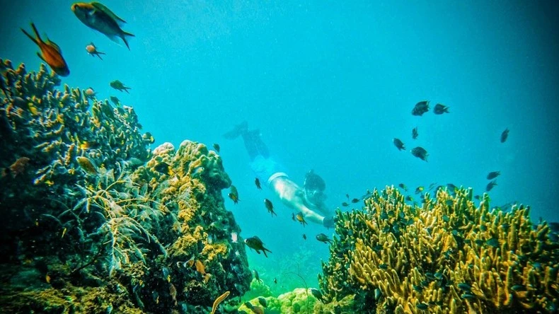 Cùng với Indonesia, Philippines, Thái Lan, Malaysia, Việt Nam cũng là điểm đến lý tưởng hàng đầu cho các du khách yêu thích lặn biển ở khu vực châu Á. (Ảnh: TUYẾT NHUNG)