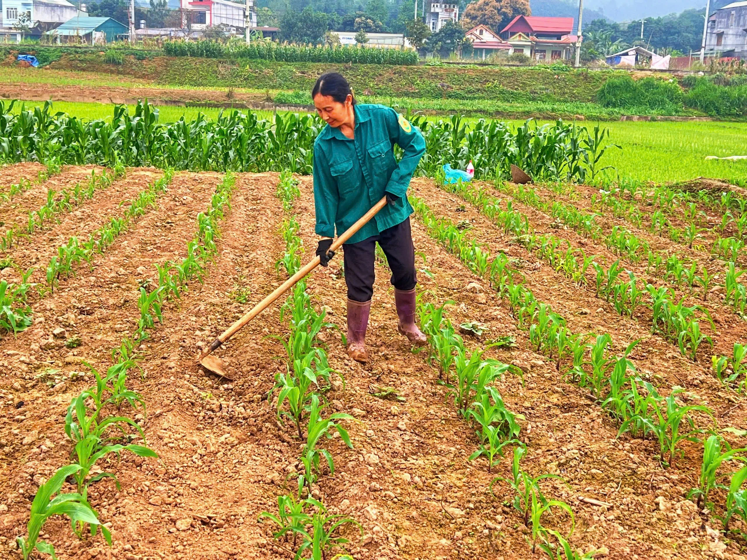 ba-dao-thi-tuyet-thon-an-tien-xa-son-hai-dang-cham-soc-vun-soi-tung-goc-ngo-cua-gia-dinh.jpg
