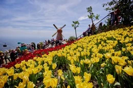 15.000 bông tulip với 8 màu được trồng và chăm sóc, thay mới liên tục sẽ mang đến cho du khách không gian check-in "sống ảo" tuyệt đẹp và trải nghiệm mới lạ đầu xuân tại núi Bà Đen. Ảnh: Sun World
