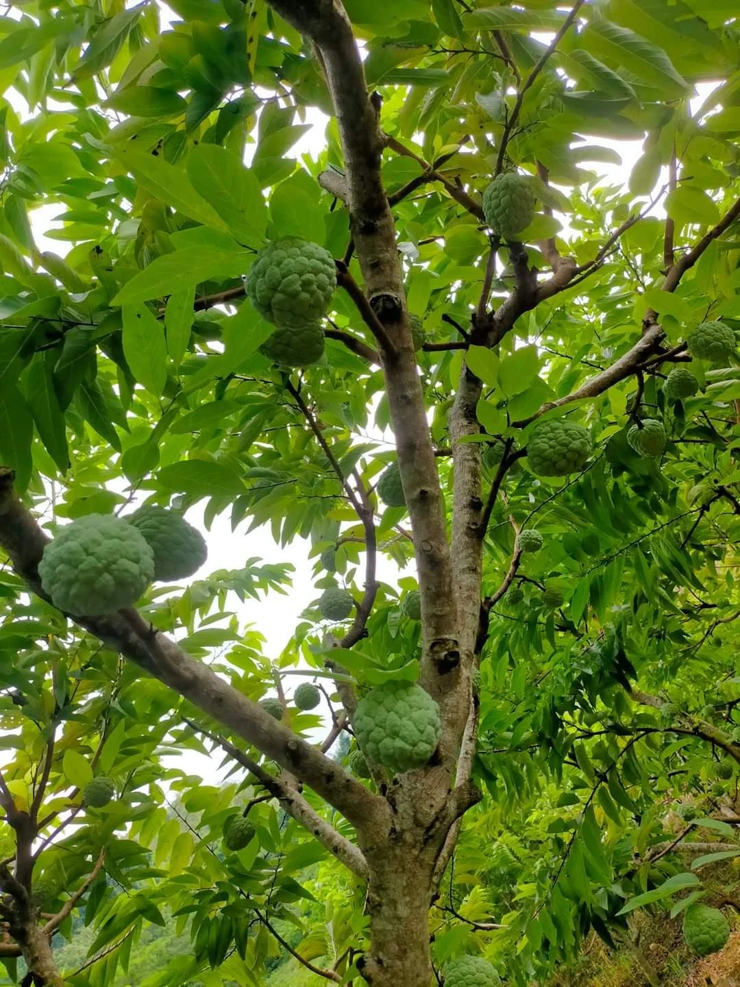 ảnh na trái vụ 3.jpg