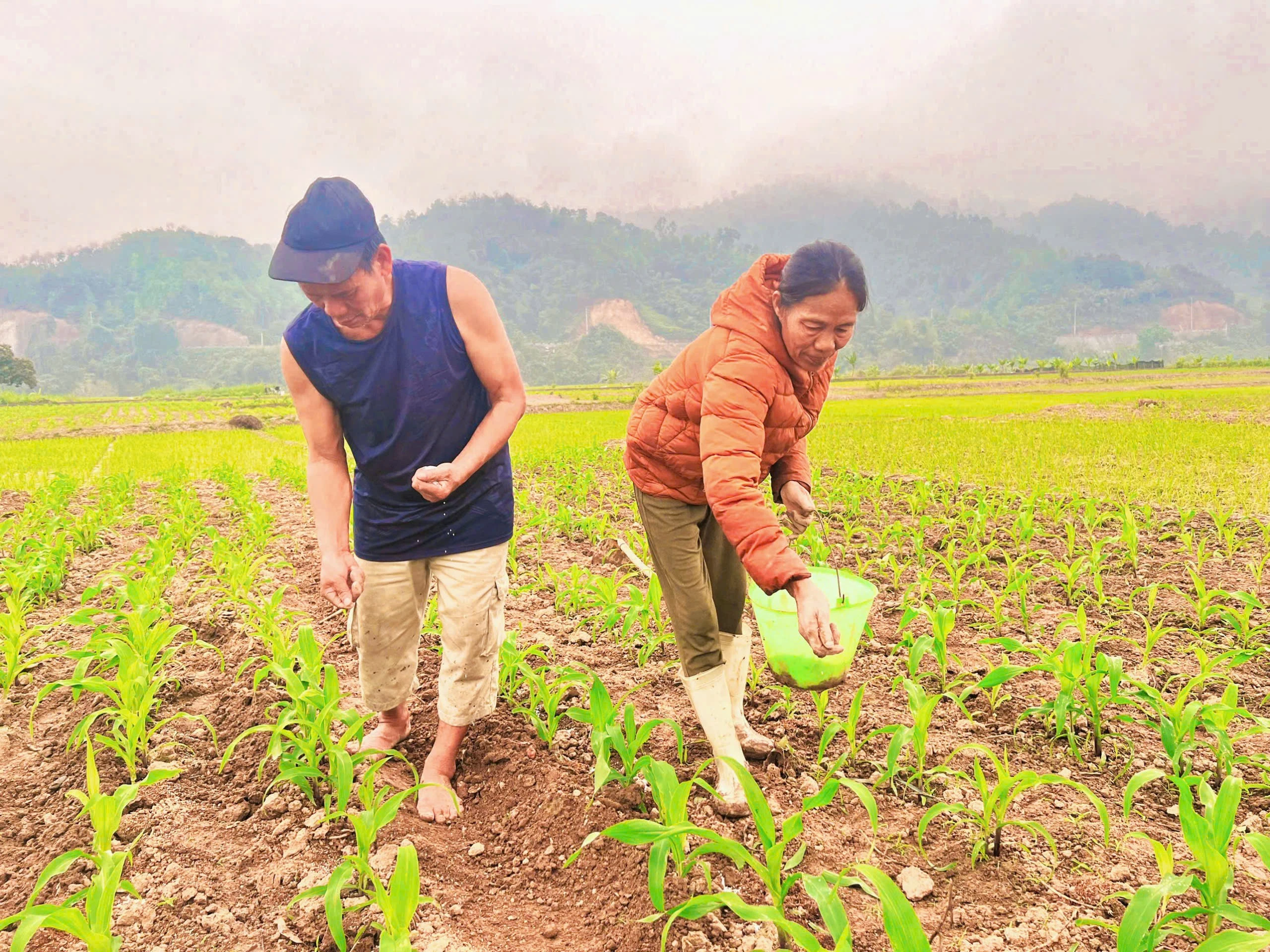 bon-phan-de-ngo-sinh-truong-phat-trien-tot.jpg