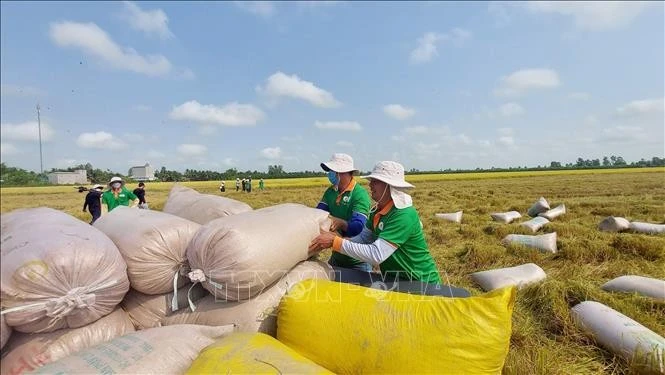 Công ty Cổ phần Tập đoàn Lộc Trời thu mua lúa trên cánh đồng liên kết phục vụ xuất khẩu ở huyện Thoại Sơn, tỉnh An Giang. Ảnh tư liệu: Công Mạo/TTXVN