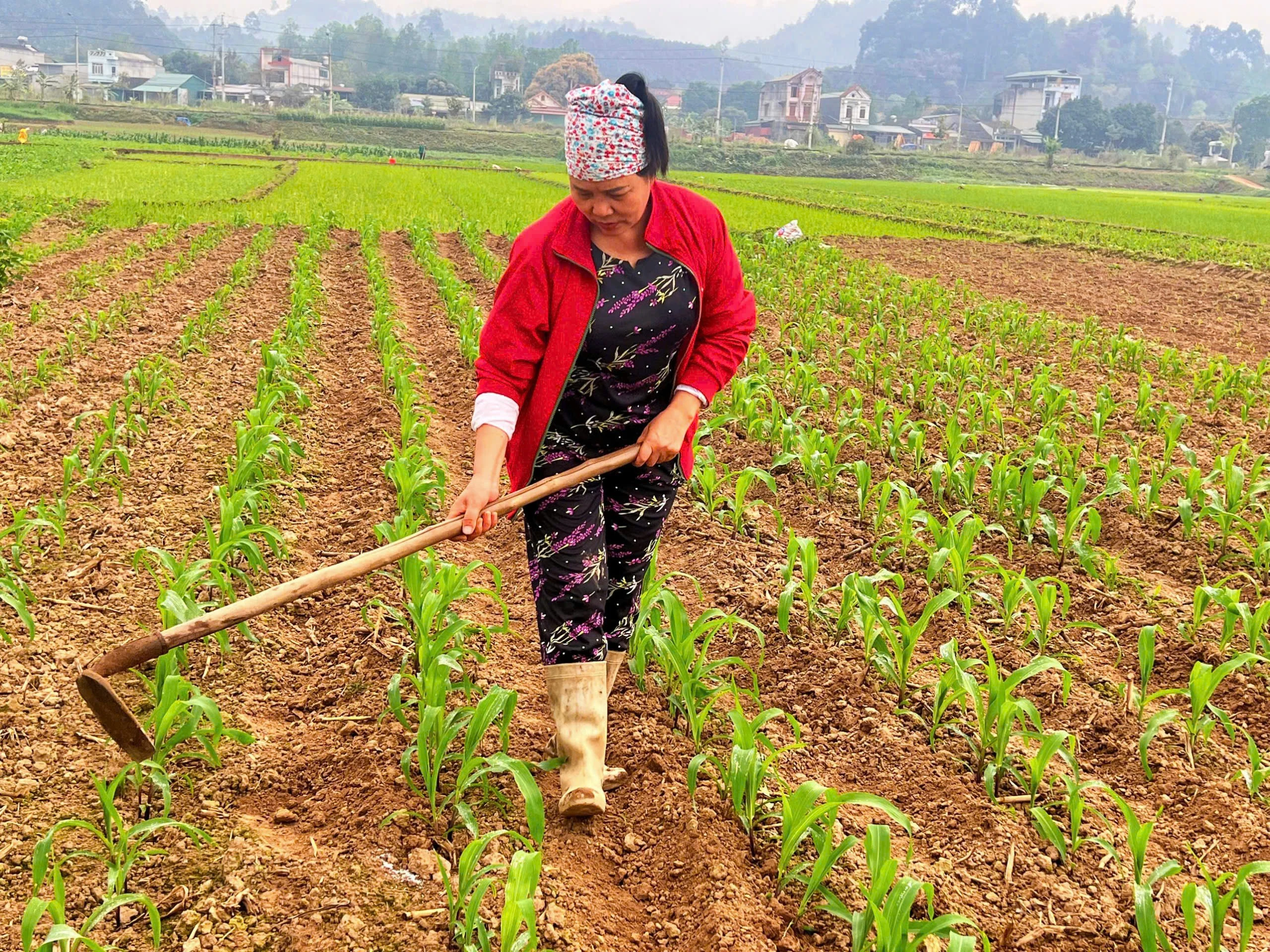 nong-dan-son-hai-tich-cuc-ra-dong-cham-soc-dien-tich-ngo-moi-cay.jpg