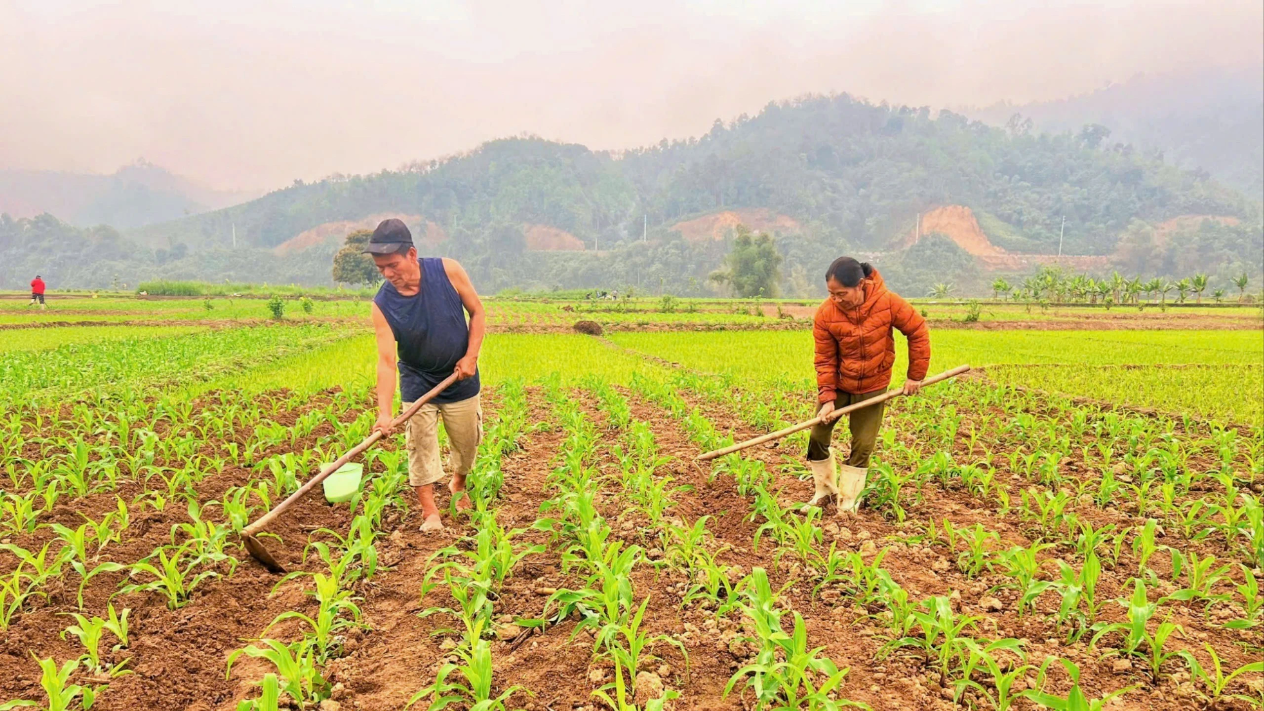 vo-chong-ba-dang-thi-may-thon-an-tien-xa-son-hai-dang-cham-soc-tung-luong-ngo-mong-mua-boi-thu.jpg