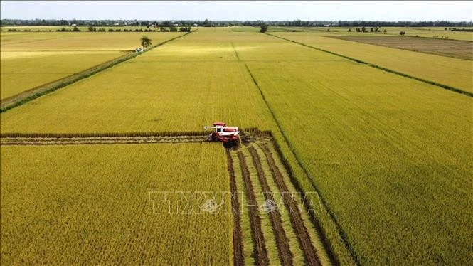 Thu hoạch diện tích thí điểm thực hiện Đề án sản xuất lúa chất lượng cao, phát thải thấp tại xã Láng Biển, huyện Tháp Mười, Đồng Tháp. Ảnh minh họa: Nhựt An/TTXVN