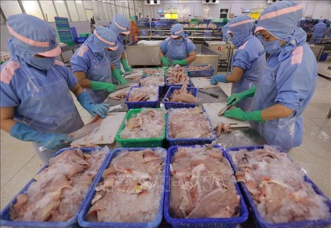 Chế biến cá tra phi lê xuất khẩu ở nhà máy của Công ty CP xuất nhập khẩu Cửu Long An Giang. Ảnh: Vũ Sinh/TTXVN