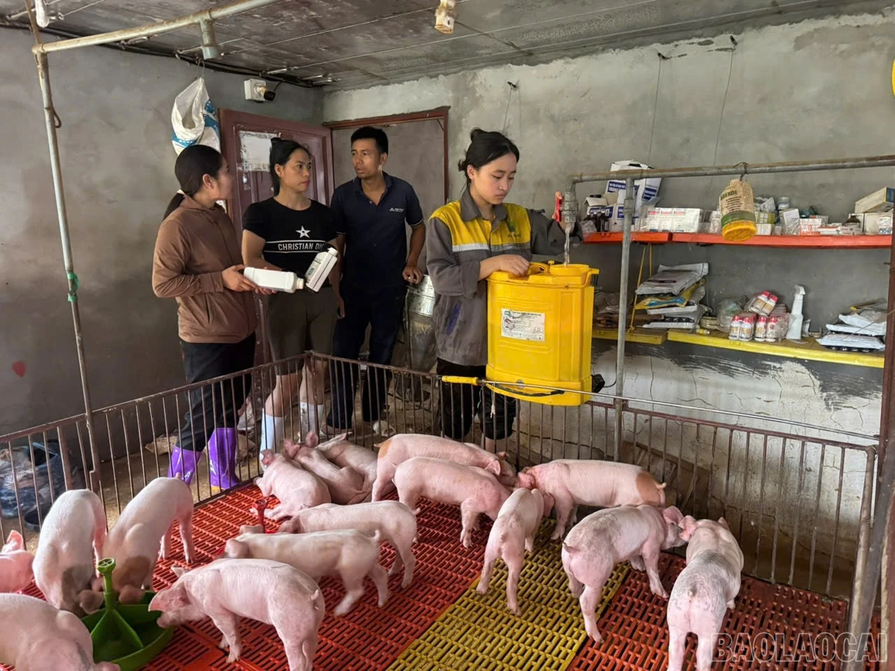 baolaocai-br_ho-tro-ng-dan-khac-phuc-chan-nuoi.jpg