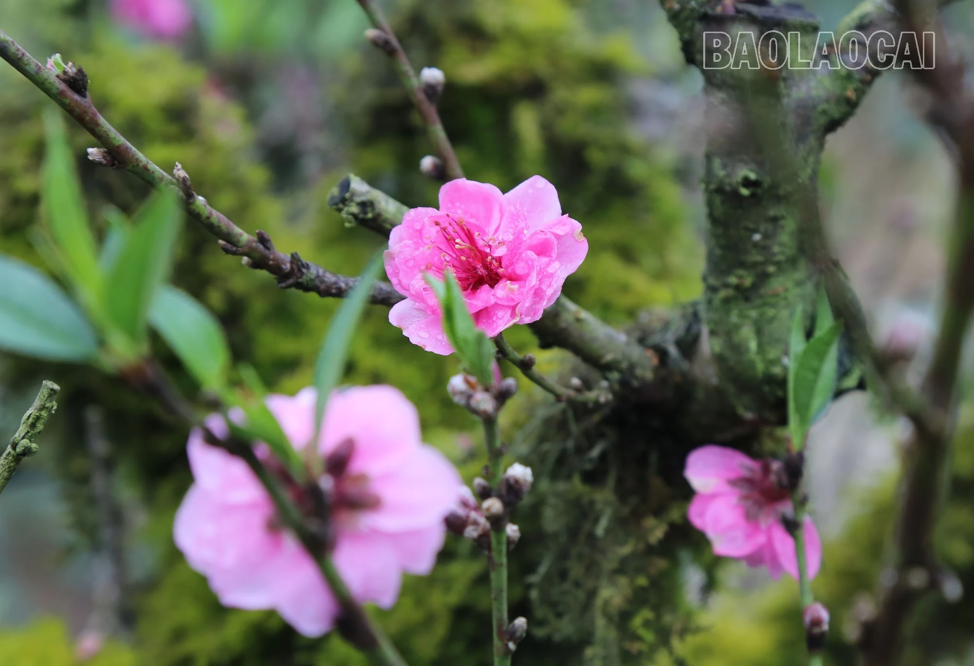 dao-1-4.jpg