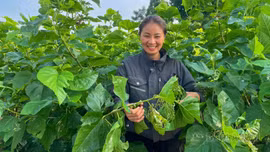Khát vọng đổi mới của nữ nông dân xuất sắc 