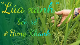“Lúa xanh” “bén rễ” ở Hưng Khánh