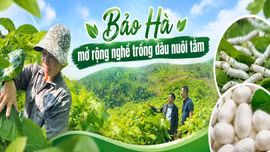 Bảo Hà mở rộng nghề trồng dâu nuôi tằm