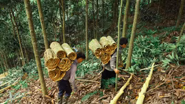 Chuyện đổi công trên đồi quế Tập Lăng