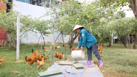 Thu nửa tỷ đồng mỗi năm nhờ mô hình “dưới gà vịt, trên tán táo”