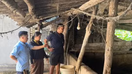 Bảo Yên ra quân kiểm tra, xử lý các trường hợp chăn nuôi lợn trong khu dân cư gây ô nhiễm môi trường