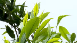 "Báu vật" của người Mông ở vùng cao Tây Bắc