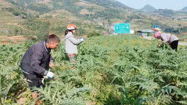 Từ 20/8/2026, mô hình khuyến nông tại vùng khó khăn được hỗ trợ tối đa 100% chi phí