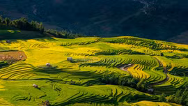 Mùa lúa nơi miền mây trắng