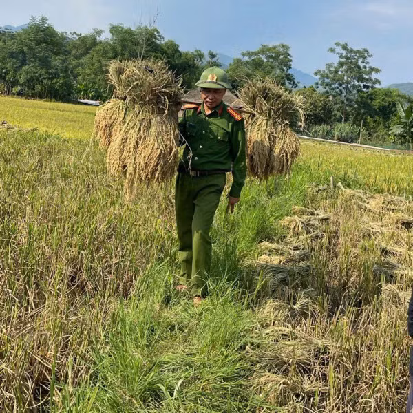Bất chấp thời tiết nắng nóng, không khí lao động và tinh thần làm việc hăng say, nhiệt tình của cán bộ, chiến sĩ Công an xã Nghĩa Đô đã giúp niềm vui được mùa thêm lan tỏa.
