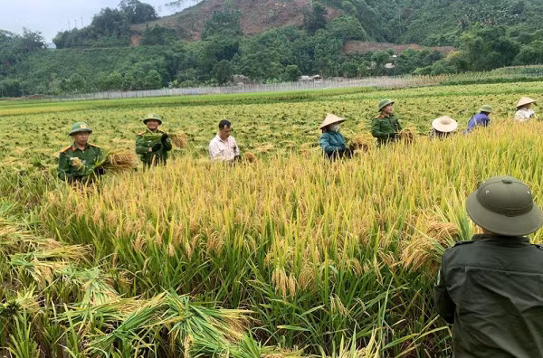 Niềm vui một vụ mùa bội thu được nhân lên khi cán bộ, chiến sĩ xuống đồng giúp dân.