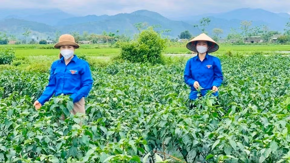 baolaocai-br-z7413676639795-6a36496c26d4ea00079a162da91240e8.jpg