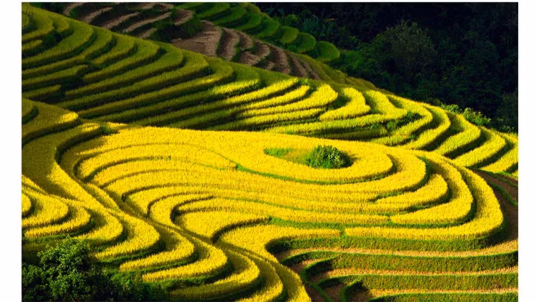 ruong-bac-thangthon-van-ho-mua-lua-chin-anh-tran-hau.jpg