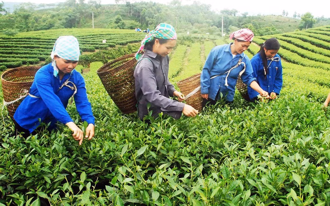 Thu hoạch chè búp tươi.