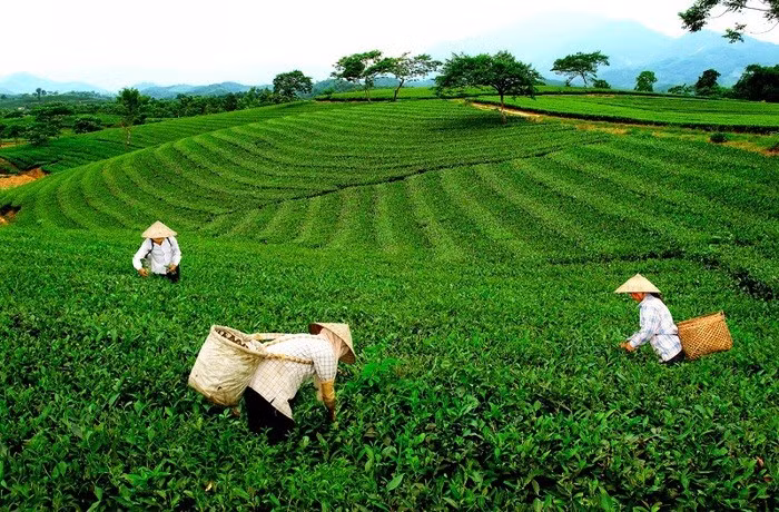 Cây chè đã trở thành cây trồng chủ lực góp phần phát triển kinh tế xây dựng nông thôn mới ở xã Tằng Loỏng, tỉnh Lào Cai.