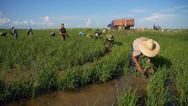 Phim tái hiện hành trình Việt Nam chuyển giao những giống lúa đặc biệt, trong đó có giống lúa CT16, sang Cuba.