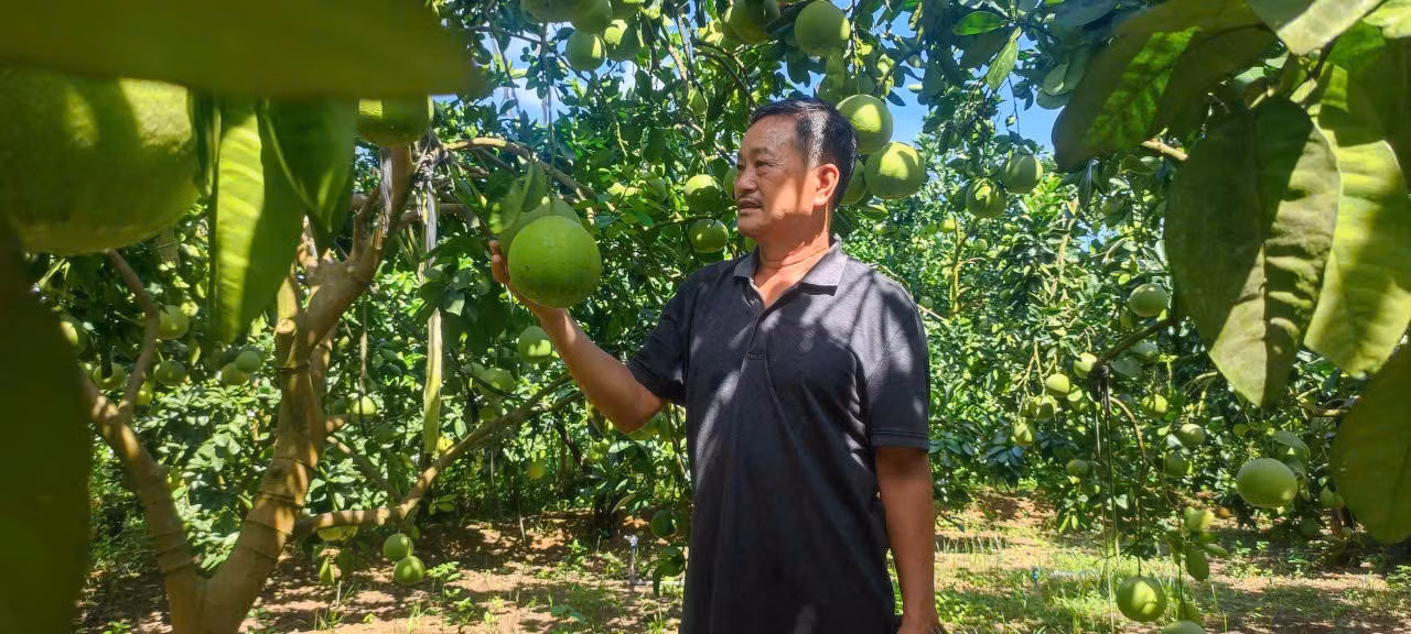 Ông Bùi Xuân Oanh ở Yên Trị, Phú Thọ thoát nghèo nhờ trồng bưởi xuất khẩu.