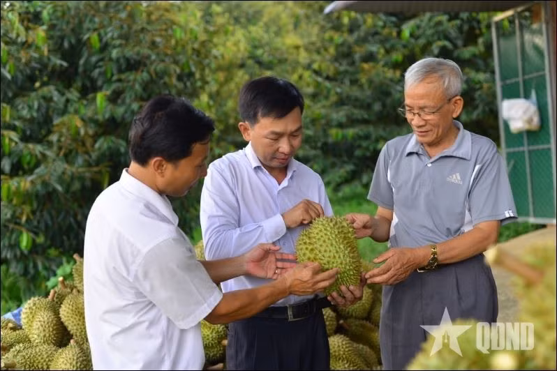 Kiểm tra chất lượng sầu riêng tại Hợp tác xã Nông nghiệp Đạ M’ri, tỉnh Lâm Đồng.