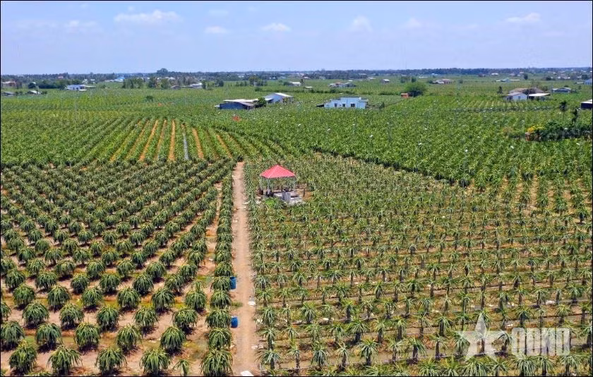 Thanh Long là quả chủ lực xuất khẩu của nhiều vùng ở Đồng bằng sông Cửu Long. Trong ảnh: Cánh đồng trồng Thanh Long tại tỉnh Tây Ninh.