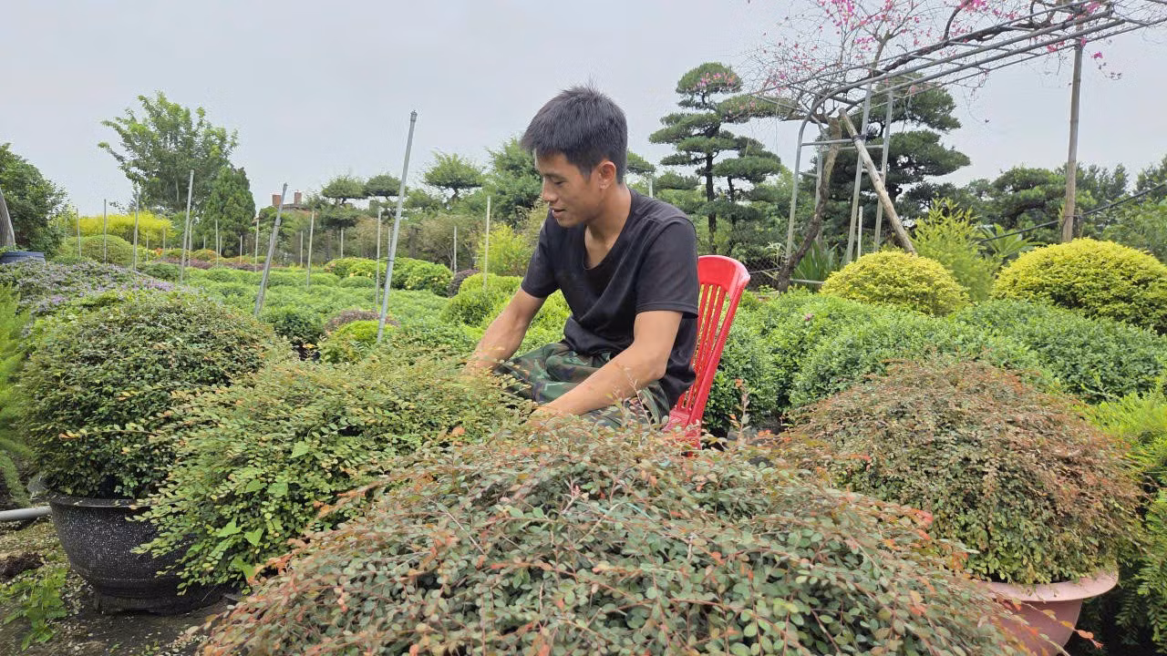 Nông dân phường Vị Khê (Ninh Bình) làm giàu từ nghề trồng hoa, cây cảnh.