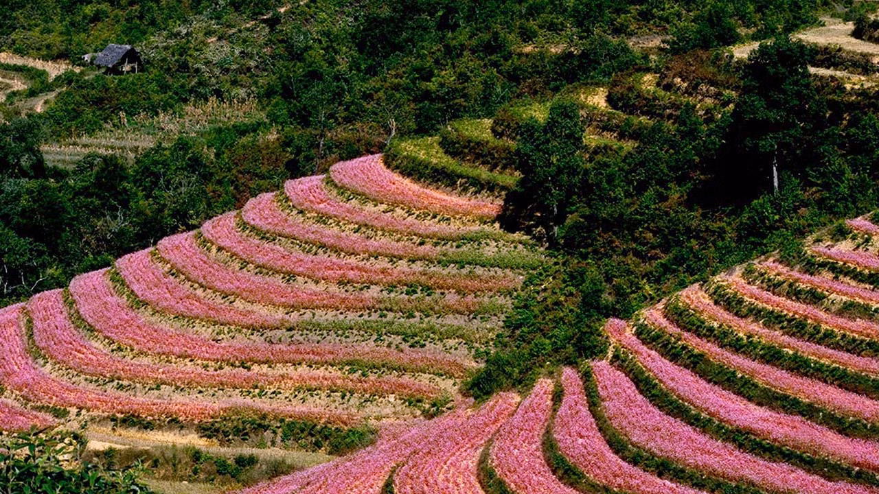 mua-hoa-tam-giac-mach-ha-giang-ngam-nhin-mot-ha-giang-ruc-ro-dip-cuoi-nam-01-1642692940.jpg