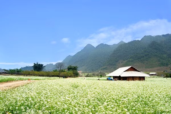 di-du-lich-moc-chau-thang-11-ngam-hoa-cai-no-trang-doi.jpg