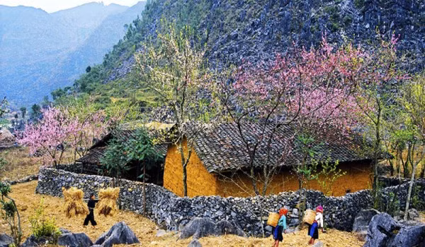 Xuân về trên cao nguyên đá.