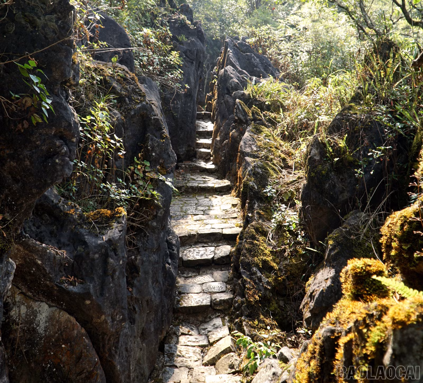 baolaocai-br_img-6845.jpg
