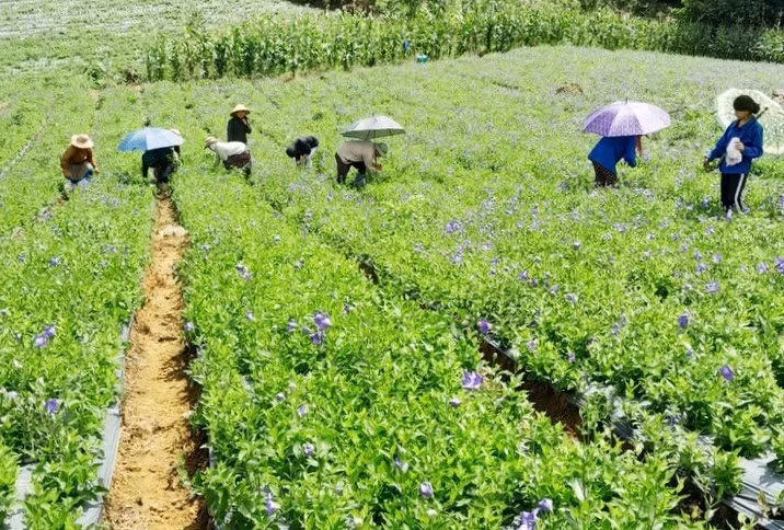 Diện tích trồng dược liệu ở Lào Cai ngày càng mở rộng với nhiều loại cây đạt tiêu chuẩn GACP - WHO.