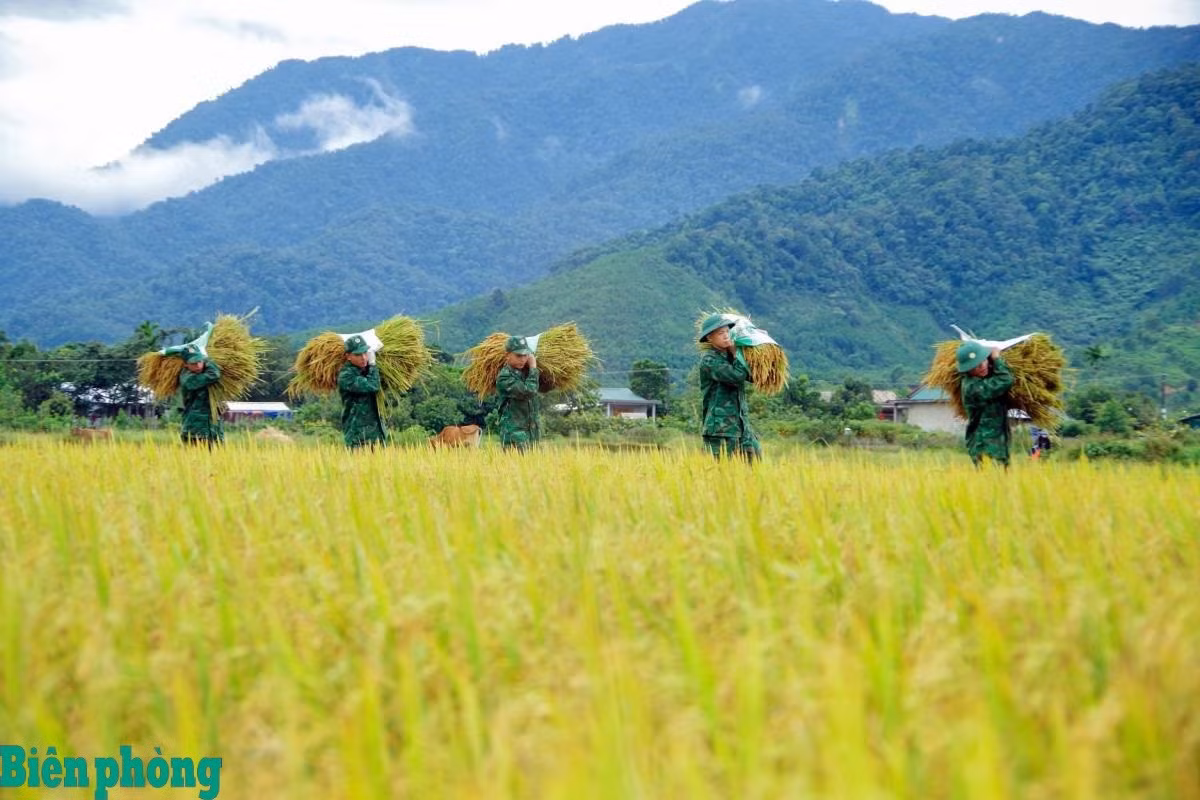 Cán bộ, Đoàn viên, thanh niên Đồn Biên phòng cửa khẩu A Đớt, BĐBP thành phố Huế giúp người dân thu hoạch lúa.