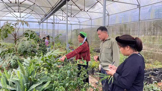 Mô hình trồng cây dược liệu trong nhà lưới tại Sa Pa, Lào Cai.