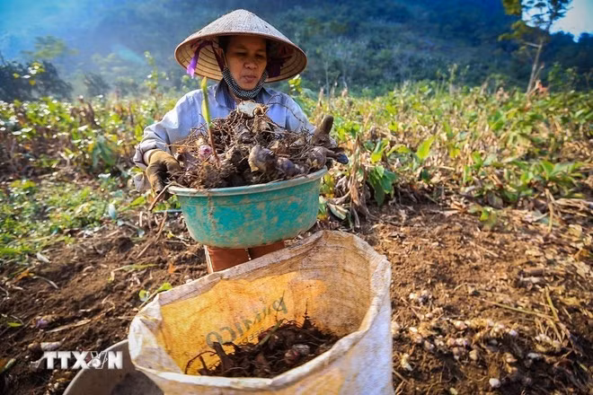 Thu hoạch củ dong riềng. (Nguồn: TTXVN)