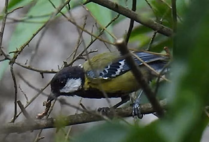 Parus monticolus tại Hung Trâu (VQG Phong Nha - Kẻ Bàng).