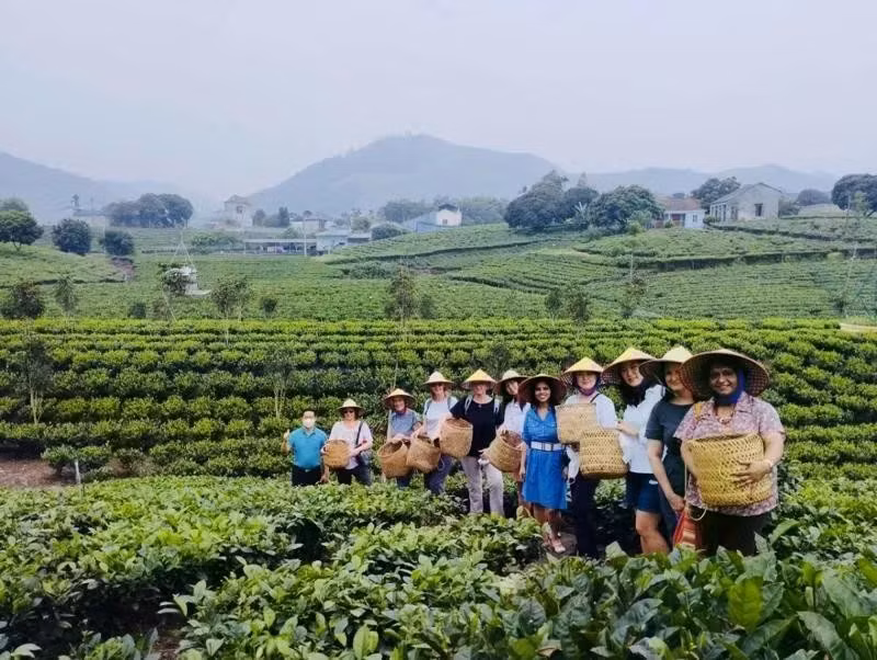 Sản phẩm du lịch văn hóa trà hấp dẫn du khách tham quan.