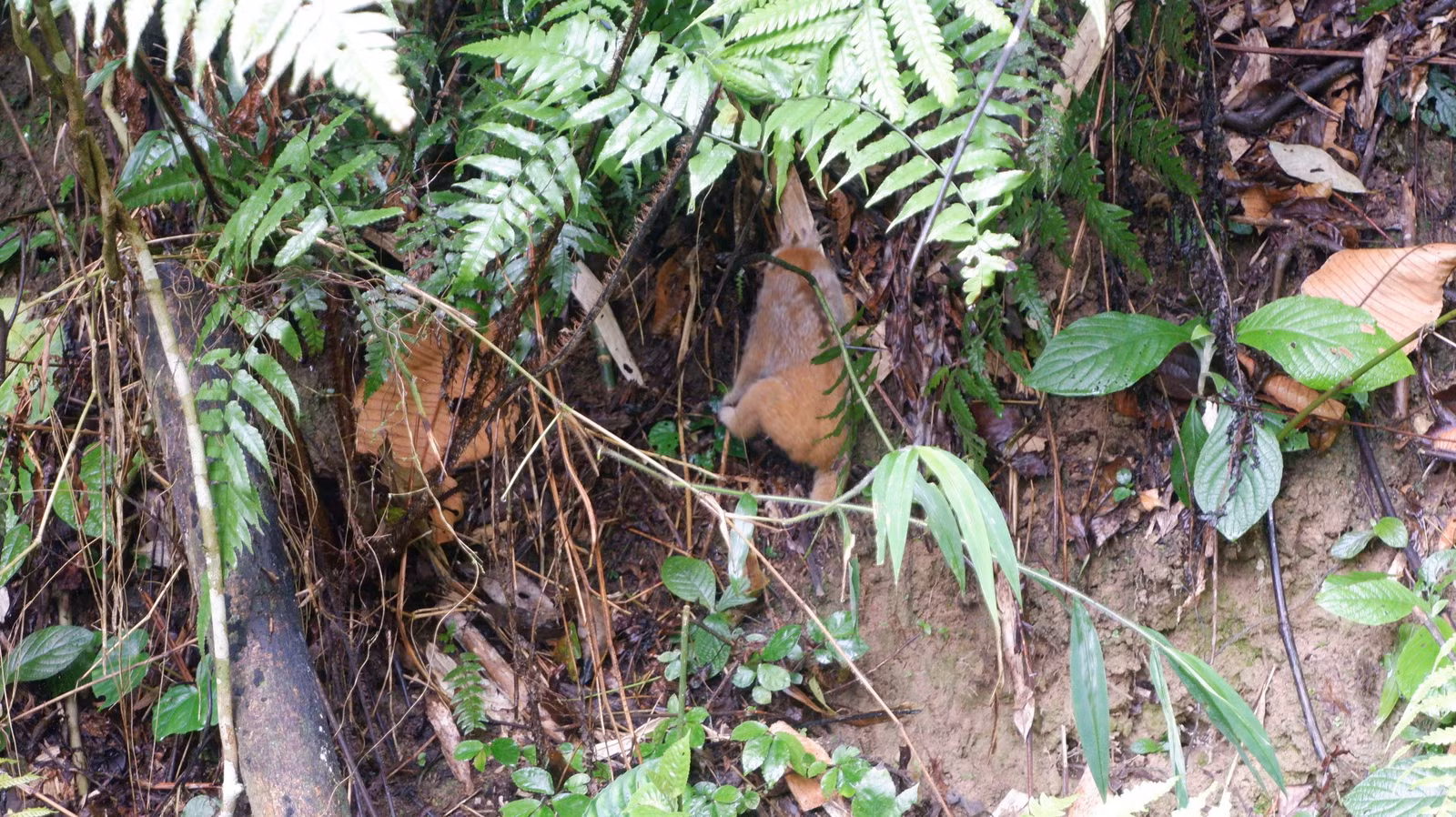 dscf2157.jpg