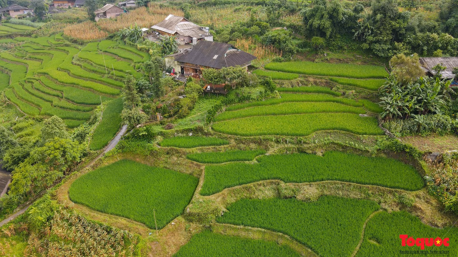 "Mùa lúa xanh ở Sapa cũng đẹp không kém mùa lúa vàng, với tôi mùa lúa xanh ngắm nhìn thích hơn vì màu xanh dịu mát. Du khách nước ngoài cũng lựa chọn mùa này để đến Sapa nhiều hơn" - Chị Cao Hương chủ La Beauté Sa Pa chia sẻ.