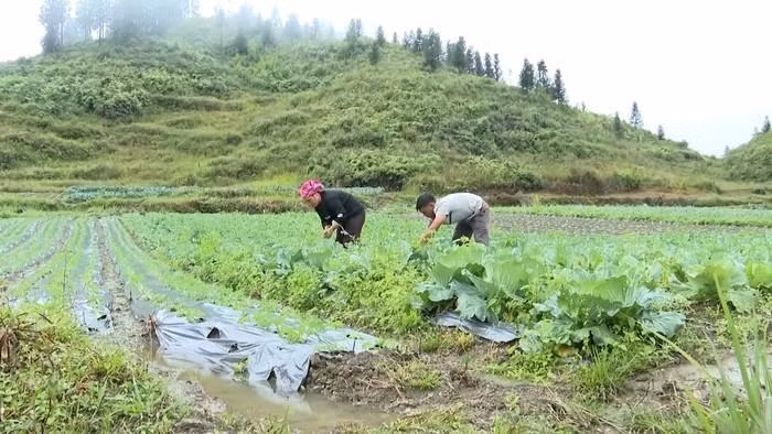Chị em phụ nữ người dân tộc thiểu số ở xã Lùng Phình rất tích cực mở rộng diện tích gieo trồng để tăng thêm thu nhập.