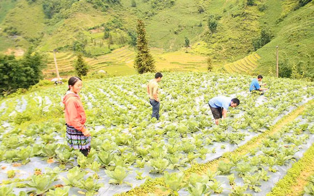 Canh tác rau ôn đới là hướng đi đúng đắn giúp chị em phụ nữ dân tộc thiểu số ở xã Lùng Phình phát triển kinh tế, xóa đói giảm nghèo bền vững.